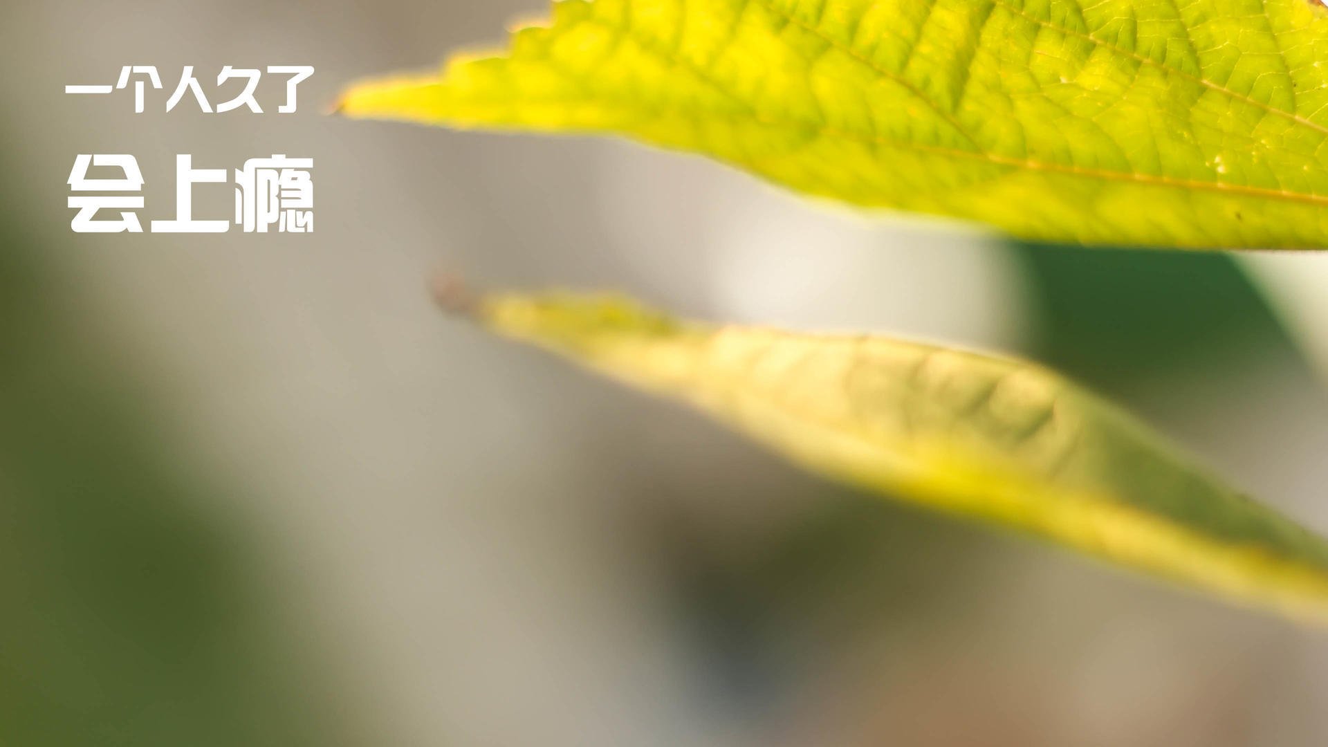 卡瓦哈尔主宰比赛走向,国际米兰掀翻瑞士,一场战术与意志的胜利