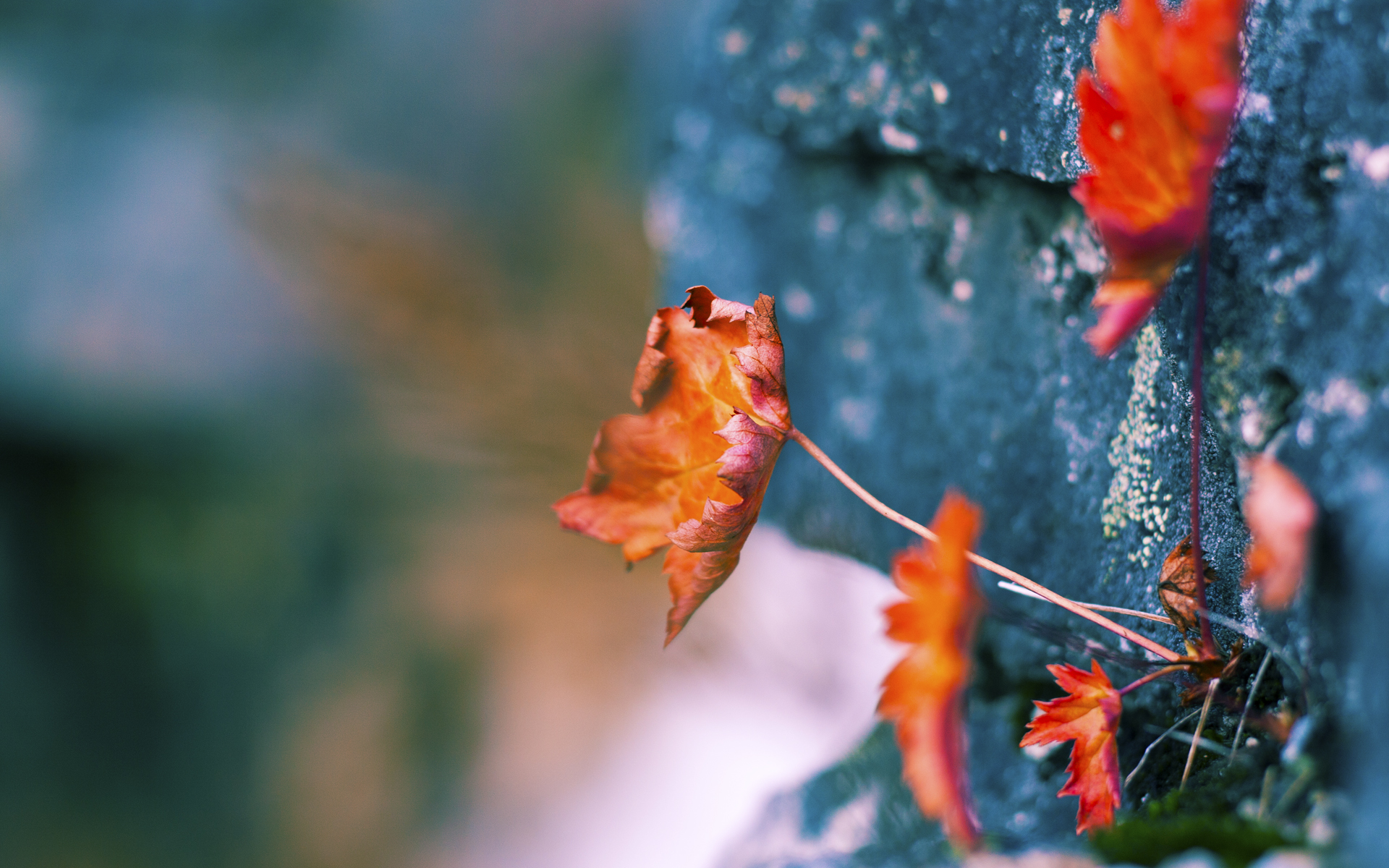 从NBA总决赛到历史战场,当现代焦点战遇见罗马收割德国的启示